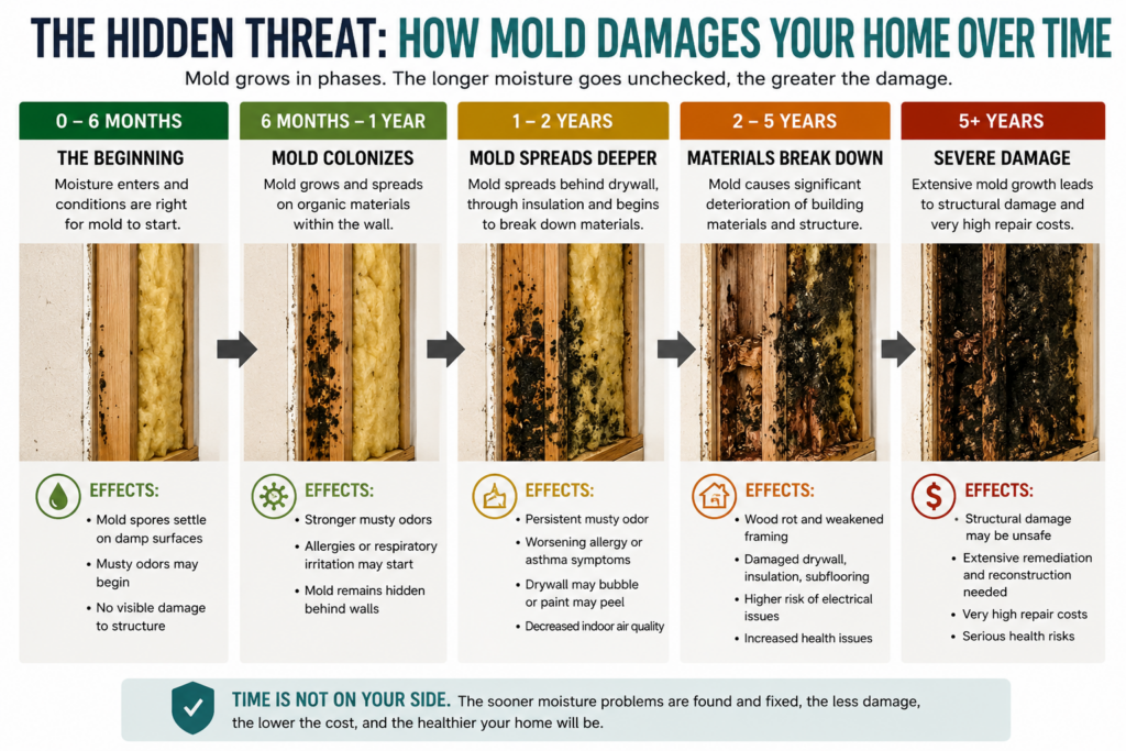 image showing how mold damages your walls over the years and the progressive damage it does.
