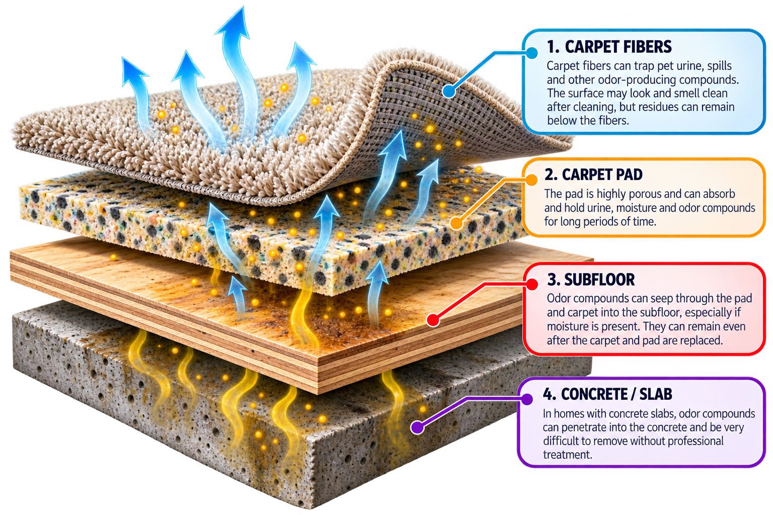 exploded carpet view showing the layers between carpets to subfloor that pet urine can permeate. 