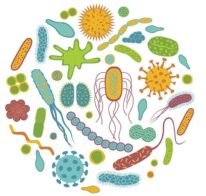 Bacteria bacteria is the source of odor