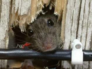 Rodent Infestation a mouse reveals itself from within a wall